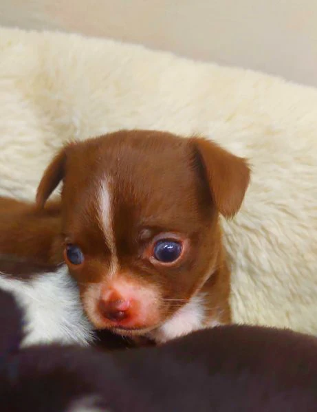 chihuahua mini boy,  pedigree enci 