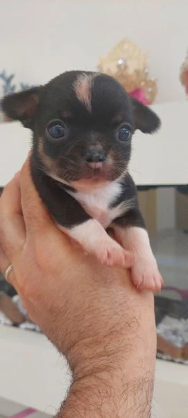 chihuahua mini boy,  pedigree enci  | Foto 4