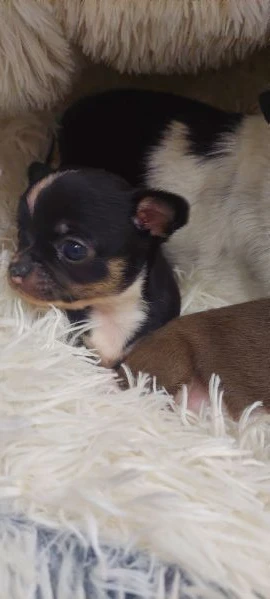 chihuahua mini boy,  pedigree enci  | Foto 2