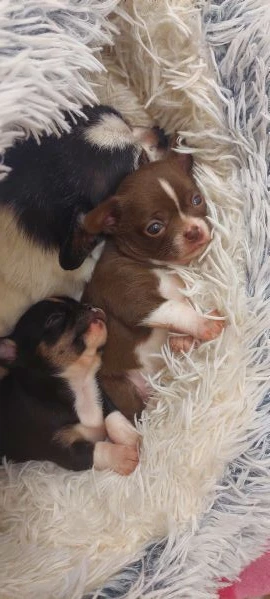 chihuahua mini boy,  pedigree enci  | Foto 1