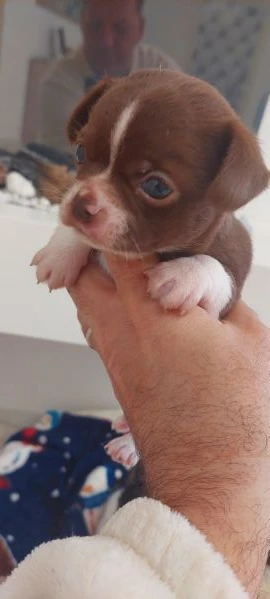 chihuahua mini boy,  pedigree enci  | Foto 0