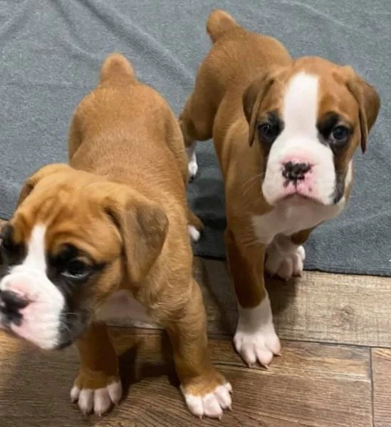 carino cuccioli di boxer per ladozione