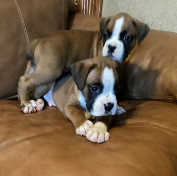 regalo cuccioli boxer cuccioli boxer maschio e femmina disponibile