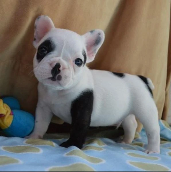 cuccioli di bouledogue francese