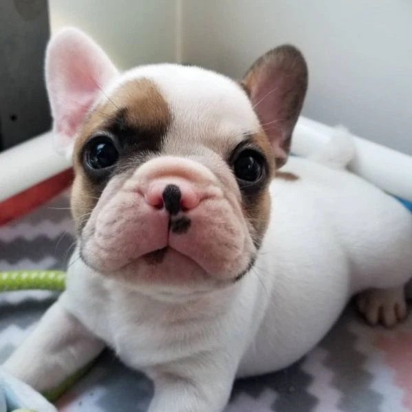 cuccioli di bouledogue francese | Foto 1