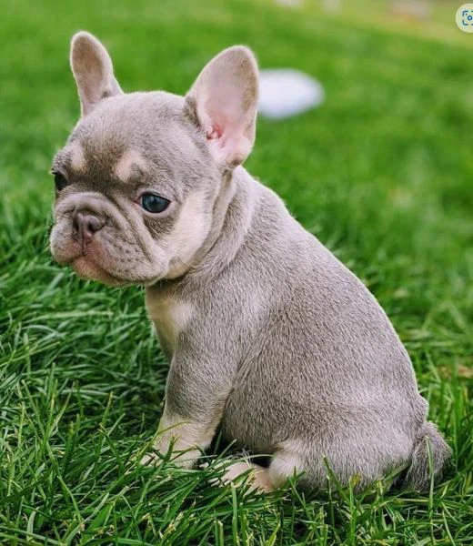 cuccioli di bouledogue francese | Foto 0