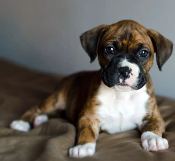 splendidi cuccioli di boxer 