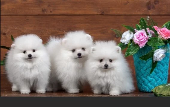 regalo cuccioli di volpino di pomerania