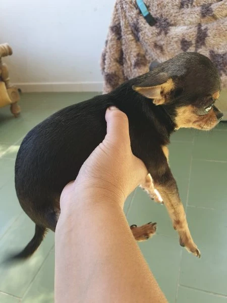 chihuahua teacup  | Foto 0