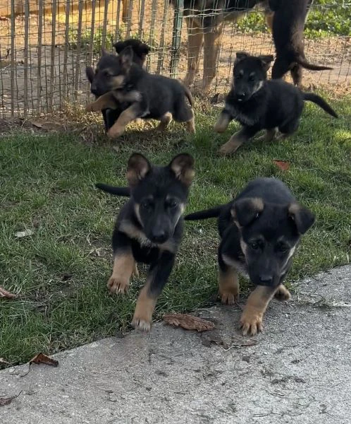 regalo cuccioli di pastore tedesco | Foto 4