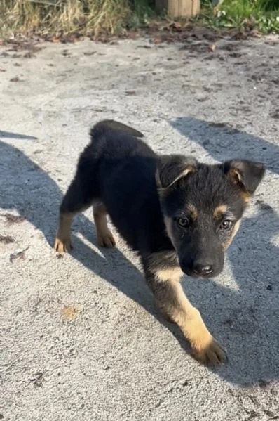 regalo cuccioli di pastore tedesco | Foto 1