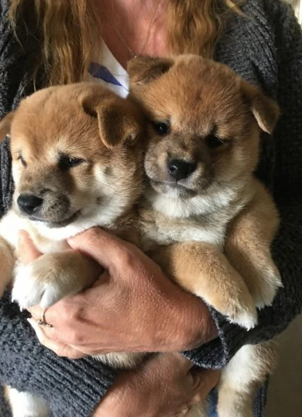 3 bellissimi cuccioli shiba inu