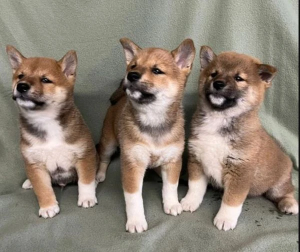 cuccioli di shiba inu