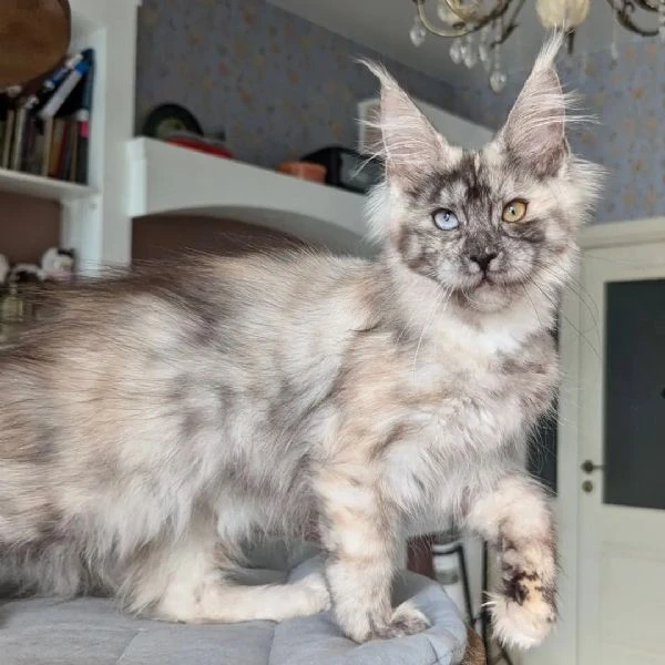 gattini di razza maine coon in vendita | Foto 6