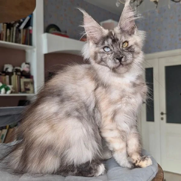 gattini di razza maine coon in vendita | Foto 4