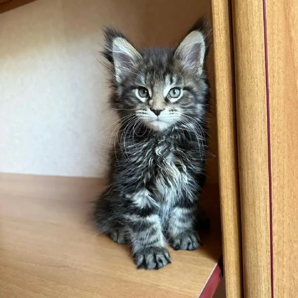 gattini di razza maine coon in vendita | Foto 0