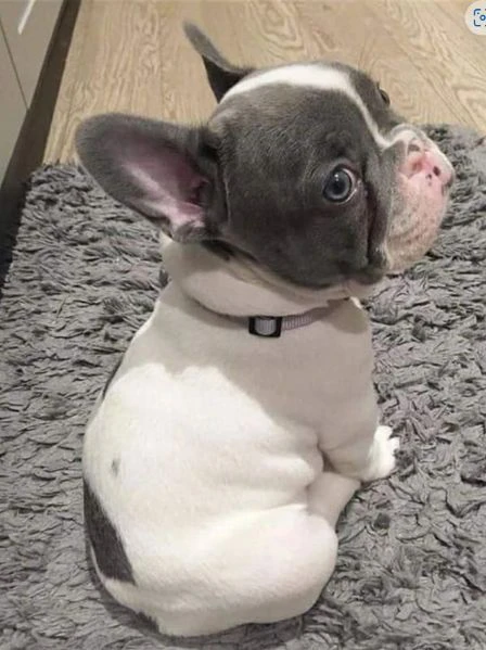 cuccioli di bulldog francese | Foto 0