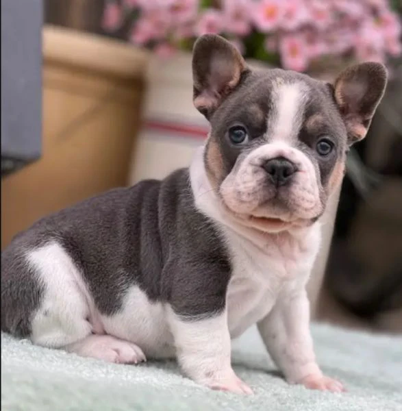 dispone di cuccioli di bouledogue francese