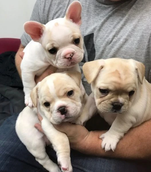 dispone di cuccioli di bouledogue francese | Foto 1