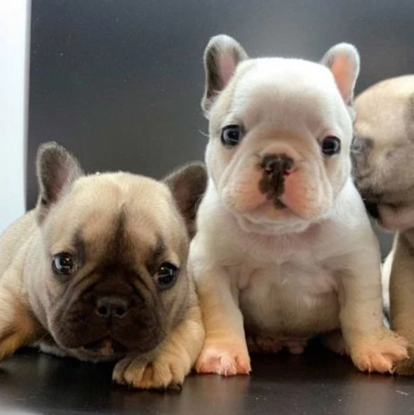 cuccioli di bulldog francese | Foto 0