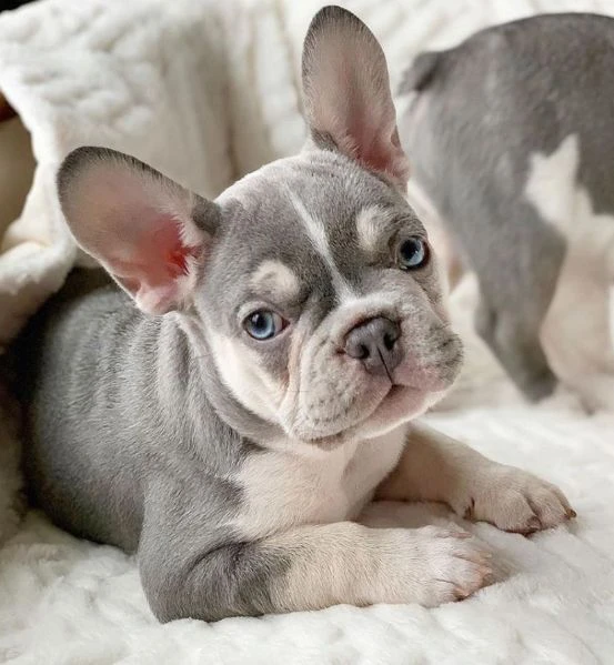 splendidi cuccioli di bulldog bouledogue francesi