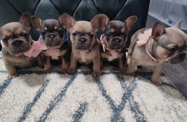 splendidi cuccioli di bulldog bouledogue francesi | Foto 0