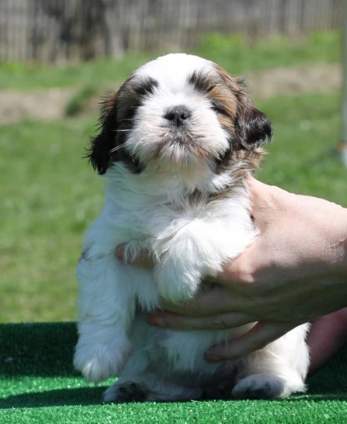 disponibili shihtzu