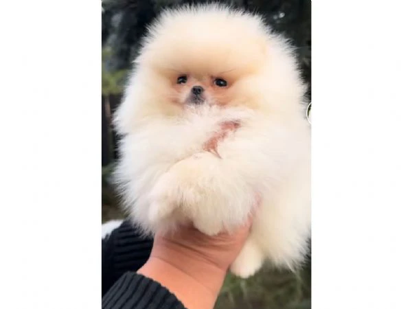 cachorros de pomerania spitz | Foto 1