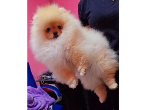 cachorros de pomerania spitz