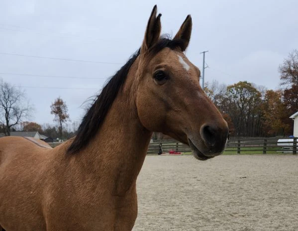 american quarter horse energico