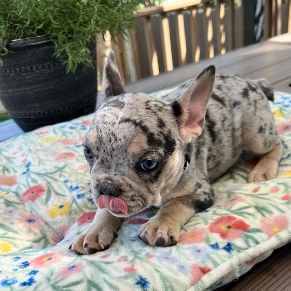 regalo cucciolo cucciola dibouledogue francese blu e tanfemmina | Foto 0