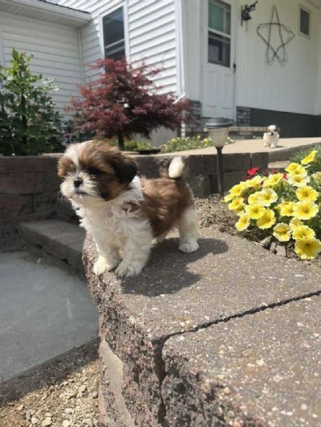 regalo cucciolo regalo shihtzu toy | Foto 1