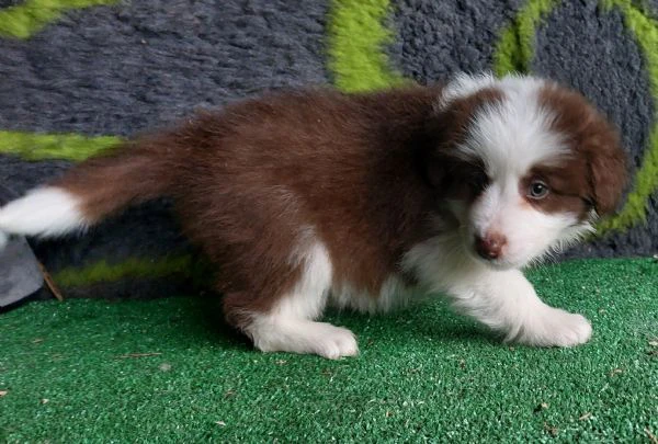 cuccioli di border collie con pedigree  | Foto 6