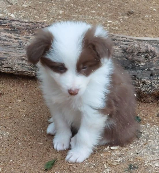 cuccioli di border collie con pedigree  | Foto 5