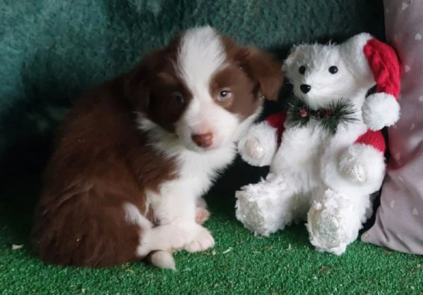 cuccioli di border collie con pedigree  | Foto 4