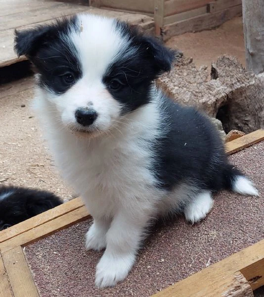 cuccioli di border collie con pedigree  | Foto 3