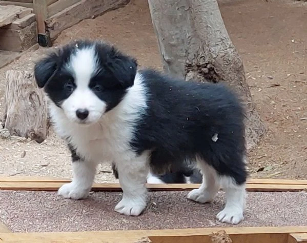 cuccioli di border collie con pedigree  | Foto 2