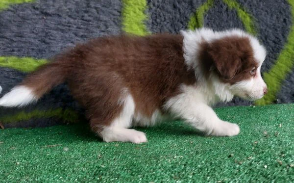 cuccioli di border collie con pedigree  | Foto 1