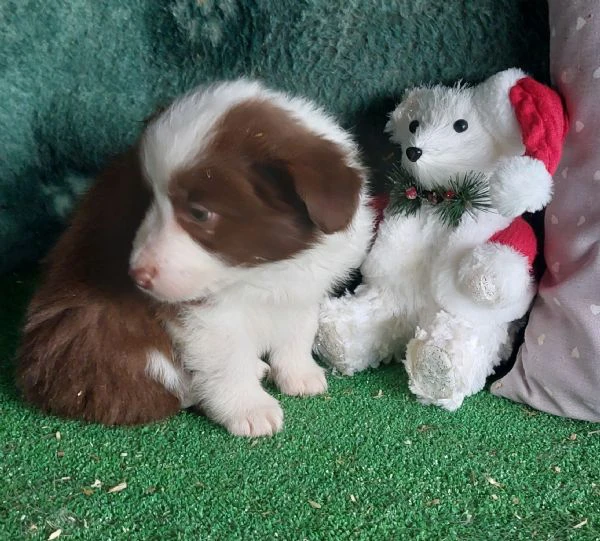 cuccioli di border collie con pedigree  | Foto 0