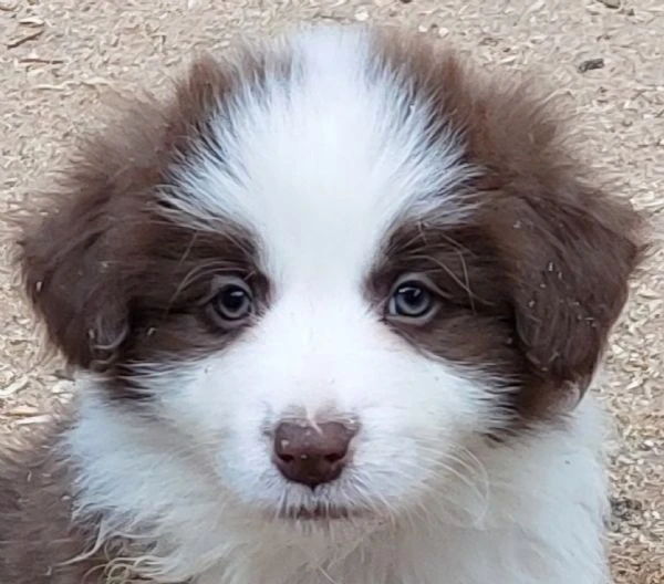 cuccioli di border collie con pedigree 