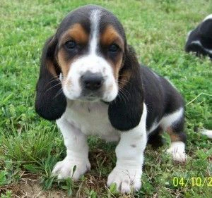 bellissimi cuccioli di basset hound in adozione