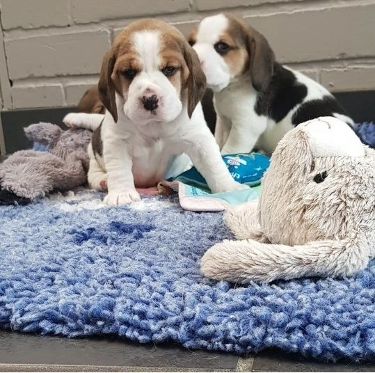 bellissimi cuccioli di beagle in adozione