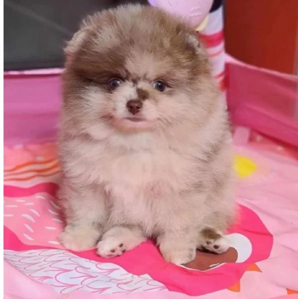 adorabili cuccioli di pomerania  | Foto 0