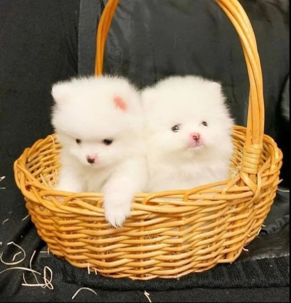 i bellissimi cuccioli di pomerania