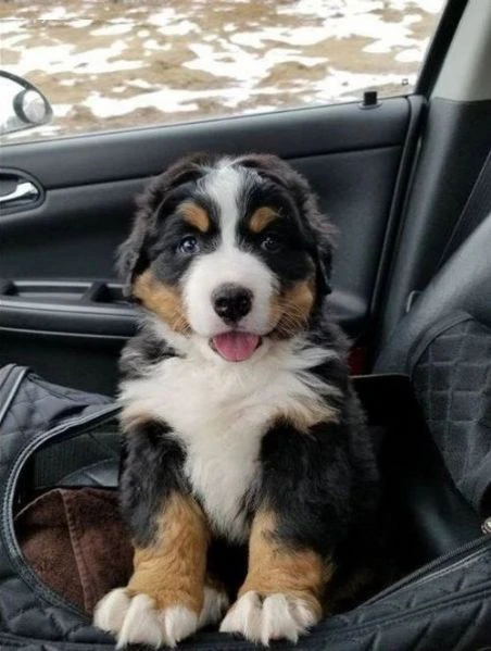 cuccioli di bovaro del bernese