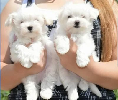 cuccioli di bichon frise in adozione