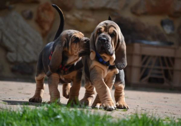 disponibili bellissimi cuccioli di bloodhound maschi e femmine