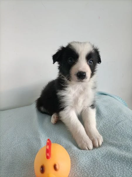 meravigliosi cuccioli di border collie  | Foto 6