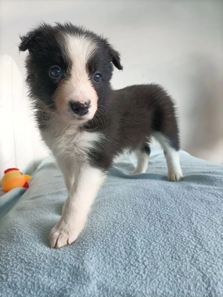 meravigliosi cuccioli di border collie  | Foto 5