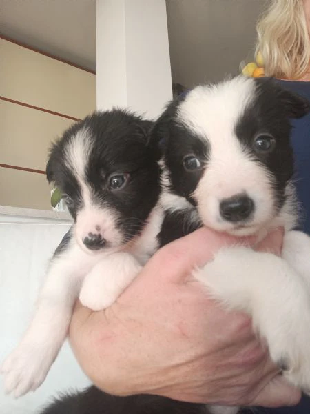 meravigliosi cuccioli di border collie 